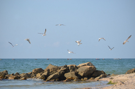 白色的海鸥飞过的海浪和石头