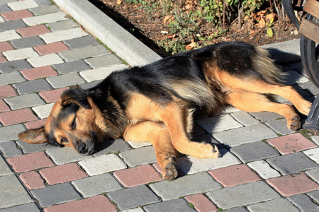 一只悲伤的流浪狗躺在人行道上