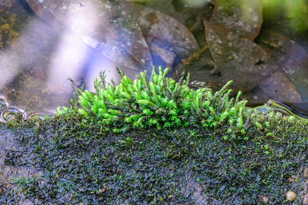 在热带 rainforrest 石头上的苔藓