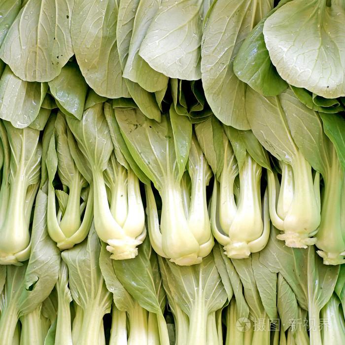 在农场的有机生菜小白菜收获