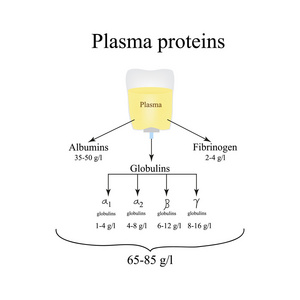血浆蛋白。白蛋白。纤维蛋白原。球蛋白。信息图表。矢量图