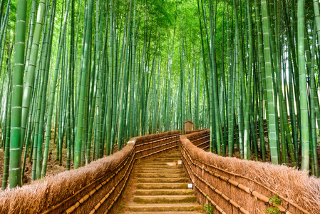 日本京都竹林