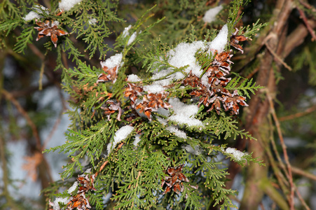 被白雪覆盖的 thuja