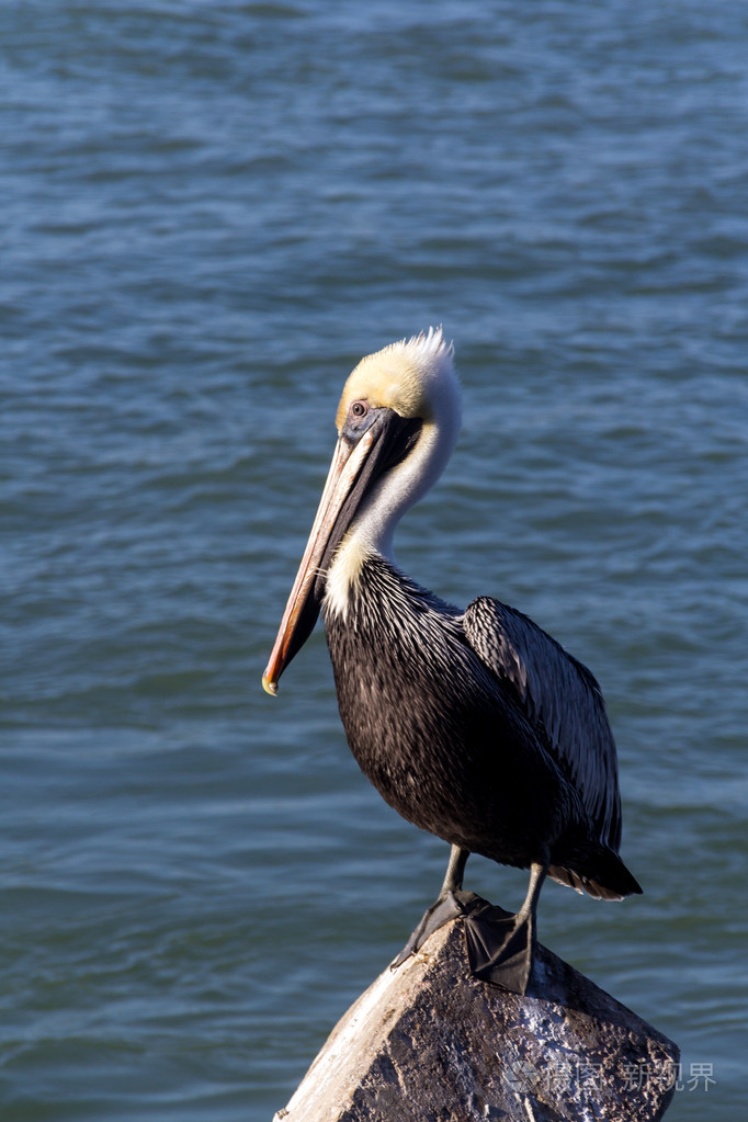 在佛罗里达州的鹈鹕鸟
