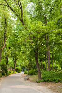 中国花园在树之间的小路图片