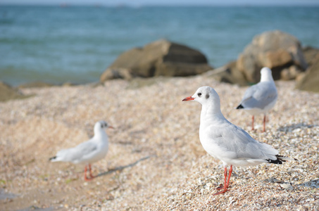 白色的海鸥在海边散步