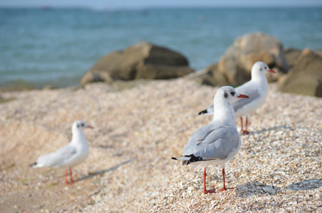 白色的海鸥在海边散步