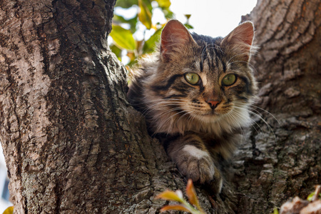绿眼的猫在树上