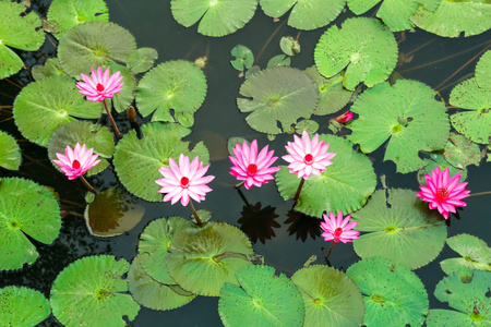 粉红睡莲的池塘