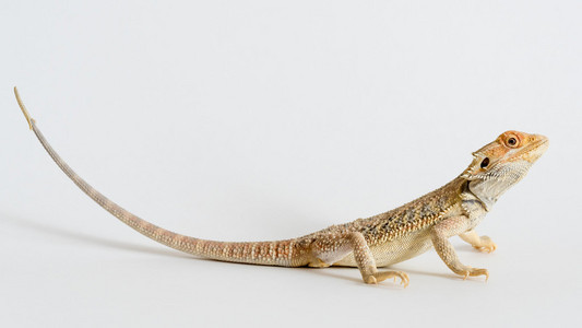 黑鬃狮鬃狮蜥的澳大利亚照片