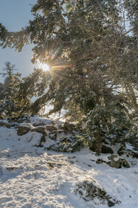 希腊帕尼萨山的雪景