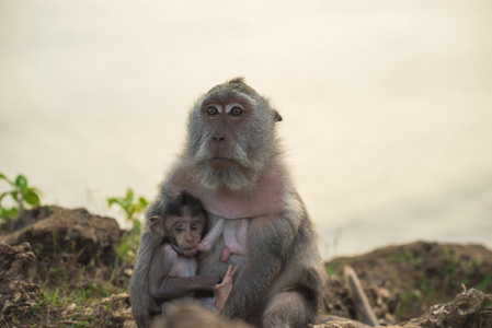 野生猴子妈妈宝宝喂养野生动物运动照片