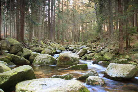 波兰森林的河流。山长满青苔的岩石