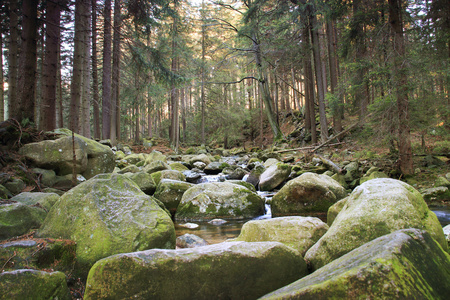 波兰森林的河流。山长满青苔的岩石