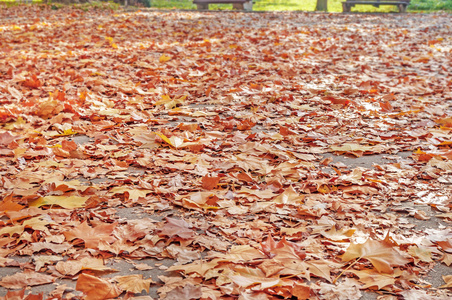 黄色 橙色和红色的秋叶在公园里美丽的秋天