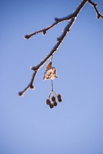 被冬霜覆盖的冰冻的鸟樱桃枝