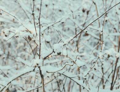 在雪中草