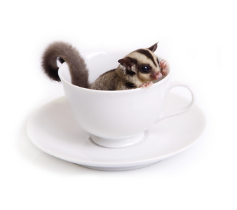 在白色的陶瓷杯可爱 sugarglider