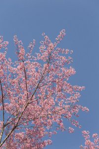 樱花 樱花花