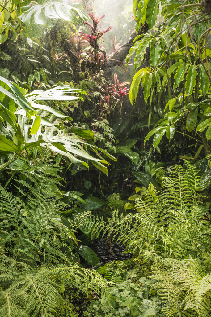 热带雨林详细信息