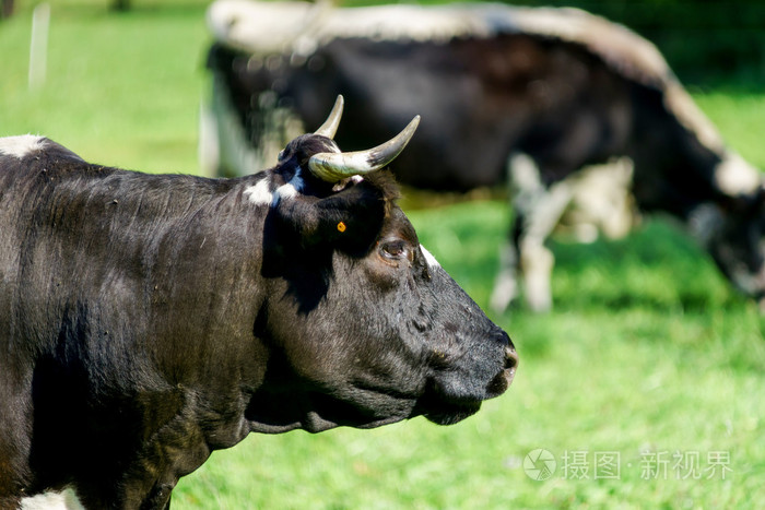 在绿色的田野牧草法国牛