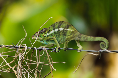 LEndormi ou cameleon 留尼汪岛