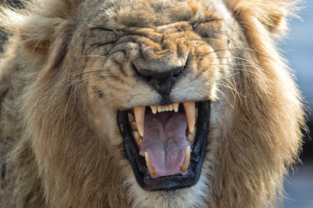 尖叫声在克鲁格国家公园的狮子