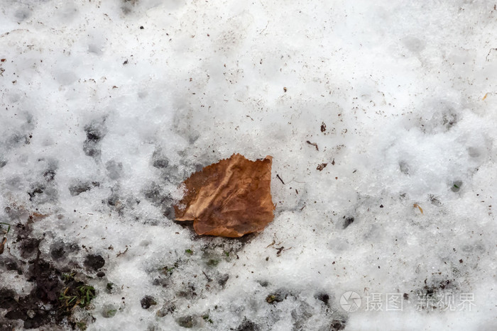 枯萎的, 在雪和冰上的棕色叶子