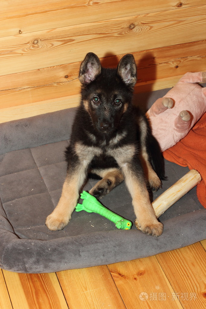 德国牧羊犬小狗