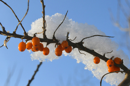 沙棘浆果在冬天