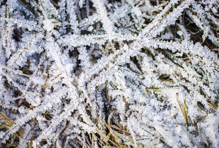 雪冰冻草