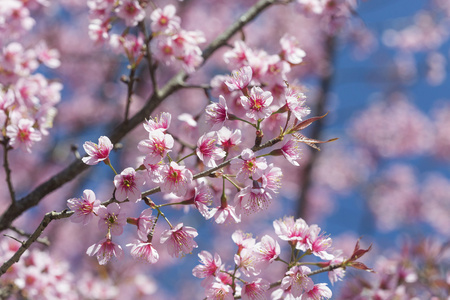 樱花 樱花花