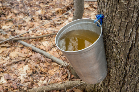 桶用来收集 sap 的枫树生产枫糖浆