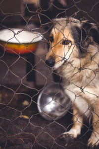 保护流浪动物图片