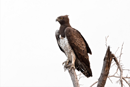 武术鹰武术老鹰在埃托沙国家公园照片