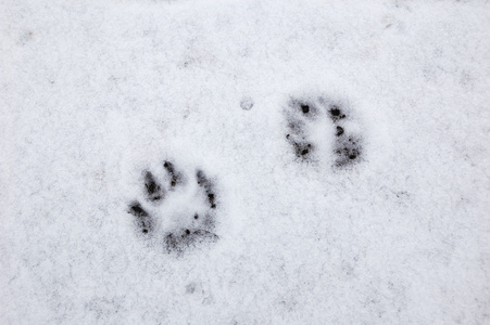 在雪上的爪子图片