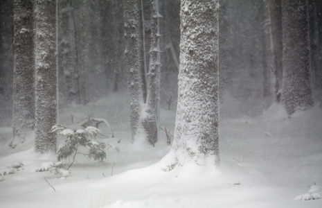 在雪地里的森林