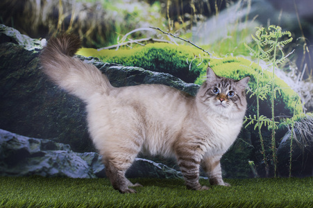 西伯利亚猫狩猎在山上的草地上