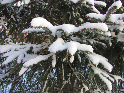 毛茸茸的云杉树枝在雪地里