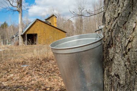 桶用来收集枫树的树液生产枫糖浆