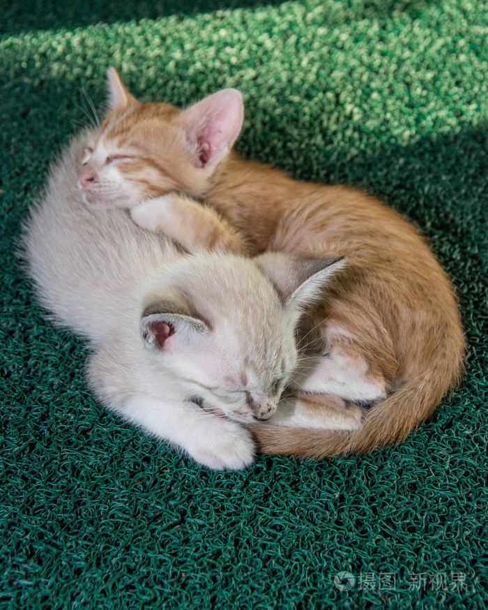 可爱的小猫睡在绿色地毯上照片-正版商用图片1l9m28-摄图新视界