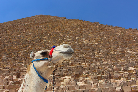 非洲的骆驼与软背景上的吉萨金字塔的肖像