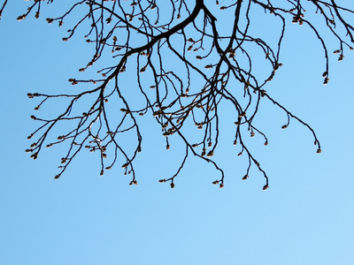 栗子分枝与芽反对蓝天