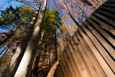 森林中的抽象木结构建筑
