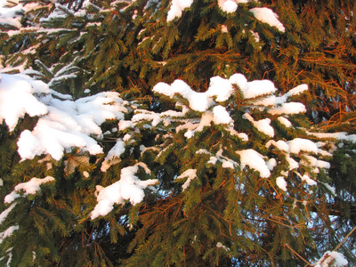 毛茸茸的云杉树枝在雪地里