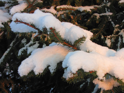 毛茸茸的云杉树枝在雪地里