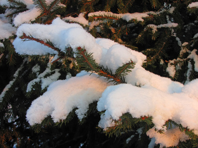 毛茸茸的云杉树枝在雪地里