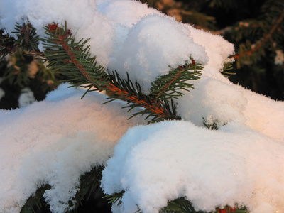 可爱的,积极的,年轻的,弯曲的,白金的,金发女孩,坐在一件毛茸茸的粉红