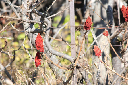 sumac, staghorn rhus 斑疹伤寒  sumac bob s