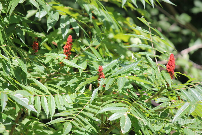 sumac, staghorn rhus 斑疹伤寒  sumac bob s